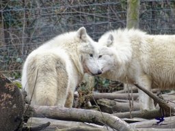 Tiergarten Schönbrunn am 24.02.2026
